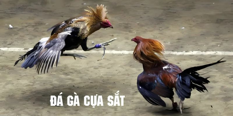 Áp dụng mẹo chơi đá gà cựa sắt nhận thưởng ngay!