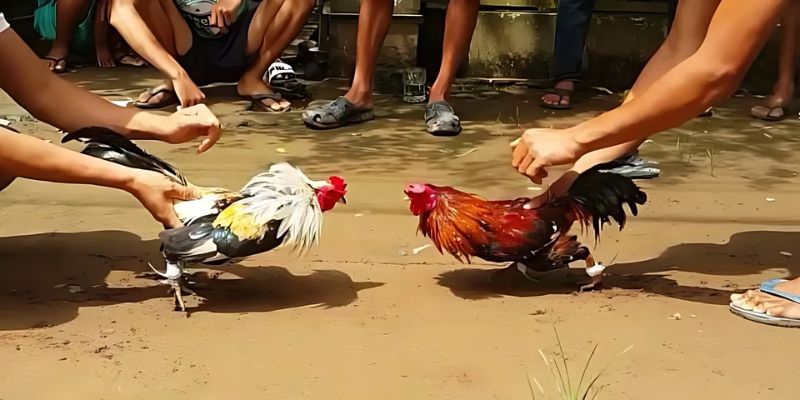 Tổng quan về đá gà cựa sắt tại sảnh